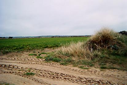 Mielles de Port-Bail.